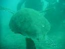 Tortuga tinerfe�a