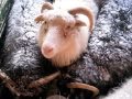 Sheep in Suffi (Arsuk)