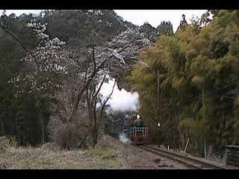 大井川鉄道　青部駅の桜②SL通過その2