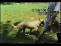 polar agility