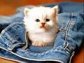I LOVE CATS