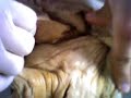 veteriner anatomi 2 ovarium,uterus ak� vet