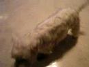 Westie Puppy Week 59 sniff 2