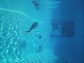 Delfini