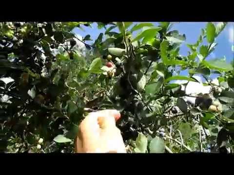 how to grow blueberries in houston tx