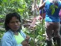 Jess explains the work we're doing with the women of San Antonio in making a chambira farm.