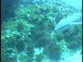 Shark In Fernando de noronha