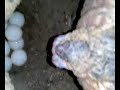CARETTA CARETTA (KONUSMALAR BOMBA !!!)[k�f�r i�erir]