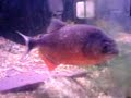 Pygocentrus Piraya