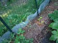 Garden Walkthrough July 11th 2008 2 of 2 Garden Walkthrough July 11th 2008 2 of 2