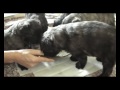 Bouvier des Flandres-\"a la carte\" Bouvier des Flandres-\"a la carte\"