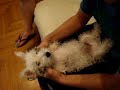 WESTIE DOING SIXPACK!!