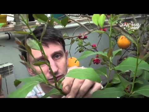Когда обрезают лимон в домашних условиях Когда обрезают лимон в домашних условиях