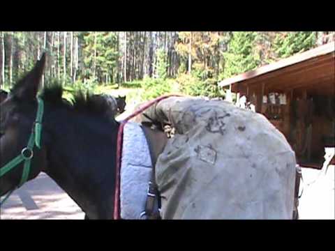 how to hitch a mule