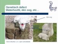 Gezondheid alpaca's