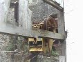 Nuzedo de baixo
