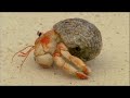 Aldabra Robbercrab climbing Aldabra Robbercrab climbing