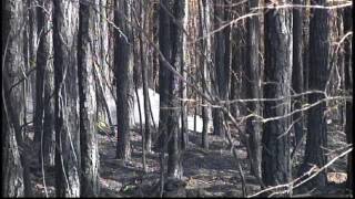 Wildfire Near Tomcat Road in Etowah County