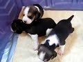 3 week old beagle puppies