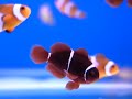 Ces poissons sont parfois plus chers que les poissons sauvages car les coûts de reproduction sont encore plus élevés que les coûts de pêche.En choisissant des poissons d'élevage, vous participer à la diminution de la prise d'animaux dans le milieu naturel.Vous aider aussi au développement des sociétés d'élevage de poissons, ce qui permettra à toute la communauté d'avoir, à terme, plus d'espèces d'élevage disponibles.Les poissons d'élevage sont plus résistants au transport et s'acclimatent plus facilement. Ils sont garanties sans maladie.Nourriture :Il se nourrit de crevettes, artémias, chair de moules et autres petites proies carnées.Reproduction :Ses petits ont besoin de rotifères pour survivre, d'où la difficulté de l'élevage des alevins. Pour obtenir un kit de reproductionPlancton vivantPour s'initier à la reproduction :Articles à lireRetrouvez ce poisson sur http://www.marinelife.eu