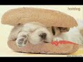 Very Funny Animals Very Funny Animals