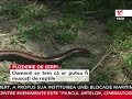 Puzderie de şerpi la Braşov