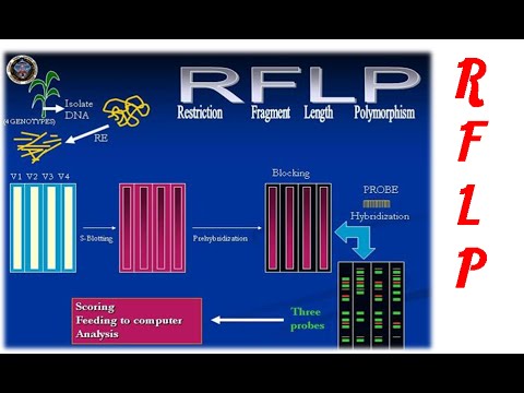 how to perform rflp pcr