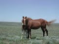 Wild Horses