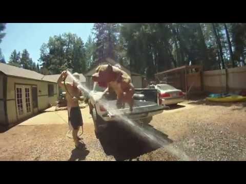 Extreme pitbulls Bossykennels.com