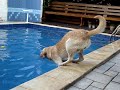 Chopp dando um Jump!