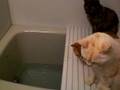 お風呂に集結する猫  Bathroom gathering cats