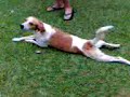 cachorro se arrastando cachorro se arrastando
