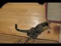 videos de Assorted Cat Clips