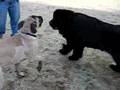 Bear and Lucah