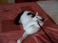 Cat Playing Cat Playing
