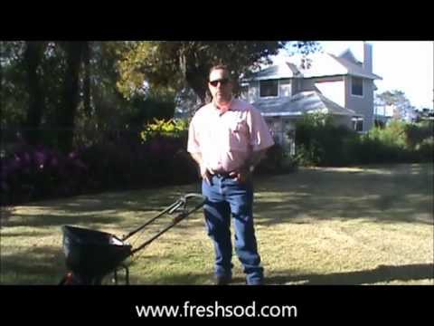 how to fertilize new sod
