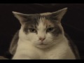 Cat sitting on vibrating phone