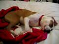 A Dog Has Nightmares! Rofl Copter soi soi soi!