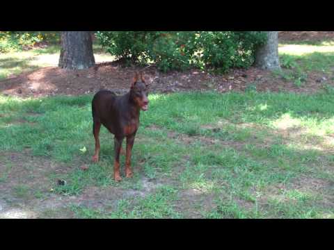 dober man