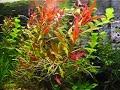 Aquarium ( akvaario 240 litraa)