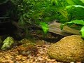 Aquarium ( akvaario 240 litraa) Aquarium ( akvaario 240 litraa)