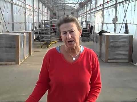 how to transplant tuberous begonias