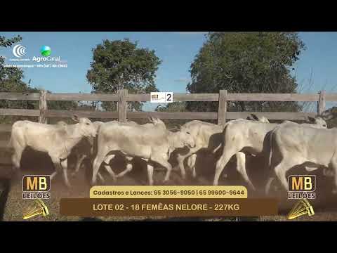 551� LEIL�O VIRTUAL MB LEIL�ES
