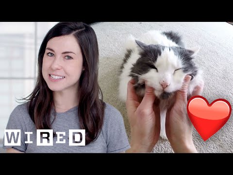 Researcher Explains Why Cats May Like Their Owners as ...