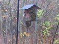 Squirrels! Squirrels!