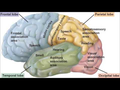 Cerebrum - A quick video reviewing some key concepts about the cerebrum section of the brain. (Please excuse the incorrect pronunciations!) Enjoy anyway! A Copy of the ...