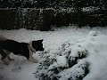 snow dog!!! our akita misty enjoying the snow!