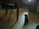 Behemoth Golgoth et Daytun Behemoth Golgoth et Daytun