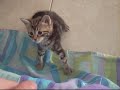 My Kitty Zelda