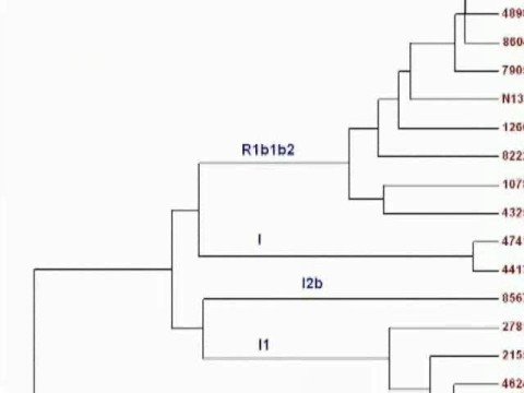 how to read a phylogenetic tree